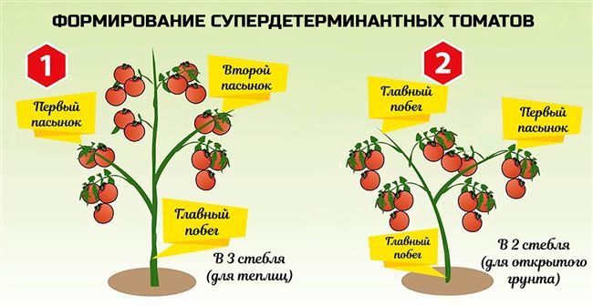 От каких факторов зависит развитие томата 