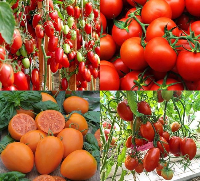Формирование высокорослых томатов на видео