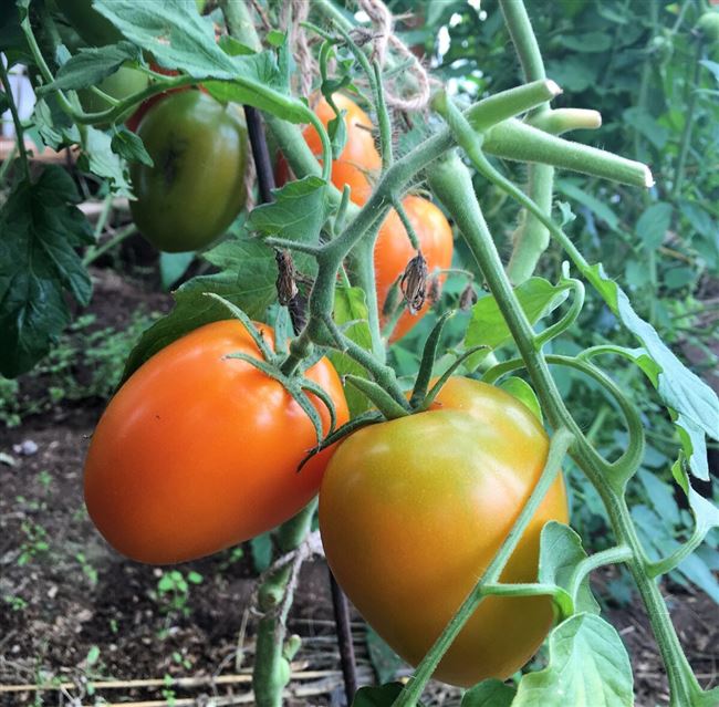 Особенности выращивания помидоров Оранжевое сердце, посадка и уход