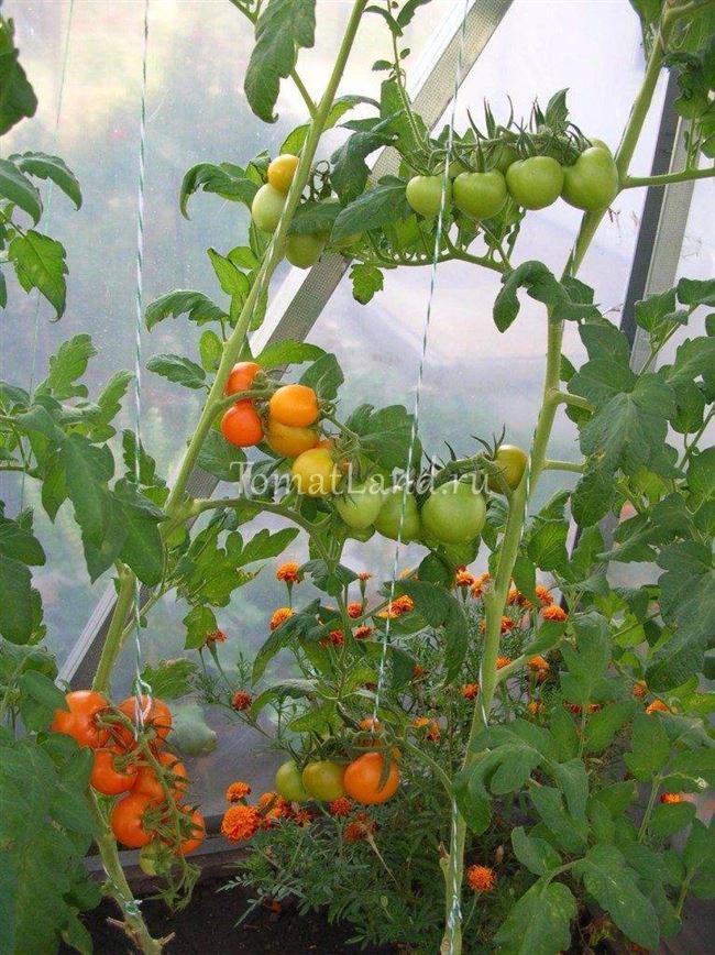 Плюсы и минусы сорта томатов Очарование