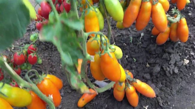 Описание томата Пальмира и характеристика высокоурожайного сорта