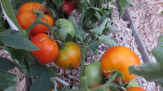 Особенности выращивания помидоров Золотая теща, посадка и уход