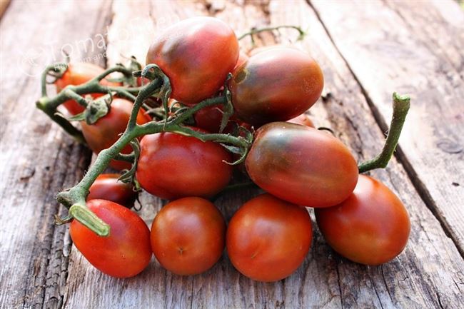 Особенности выращивания помидоров Де барао, посадка и уход