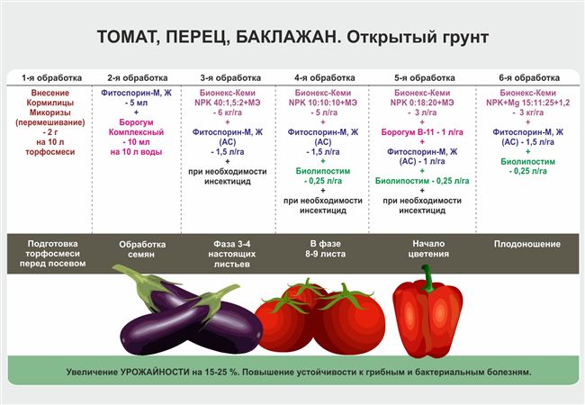 Сроки посадки семян и период созревания томатов