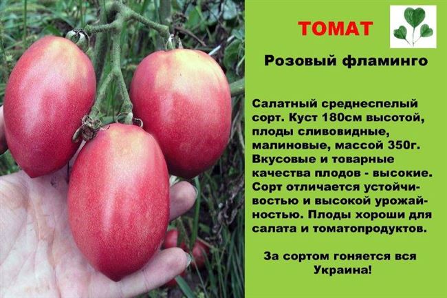 Выращивание и уход за томатом