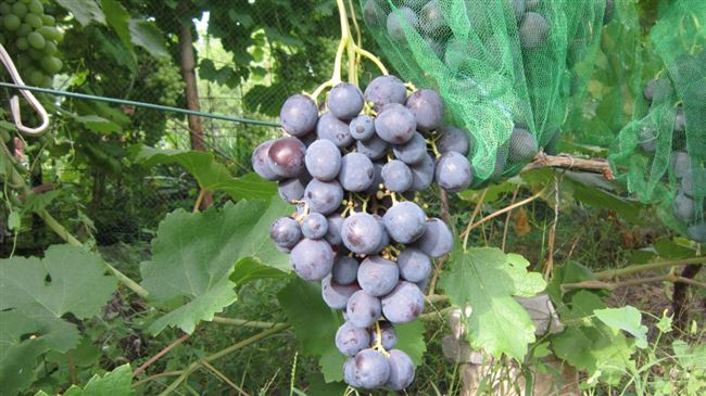 Рекомендации по уходу за виноградом Рошфор