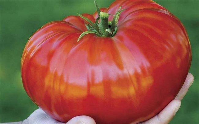 Особенности выращивания томата Сибирский гигант, посадка и уход
