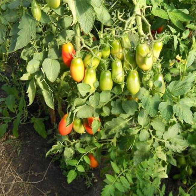 Особенности выращивания томата Сибирский гроздевой, посадка и уход