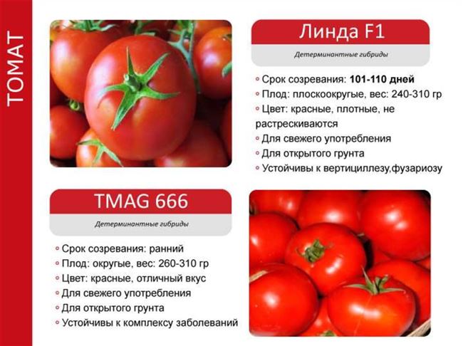 Характеристики сорта Тмаг 666 F1 из госреестра РФ