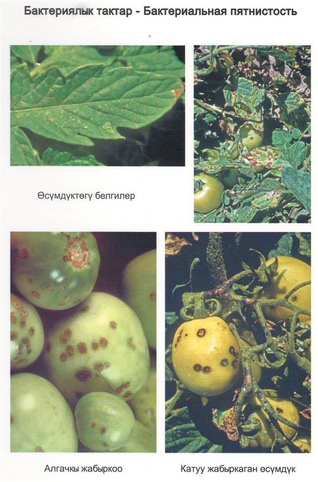 Бактериальная пятнистость листьев томатов