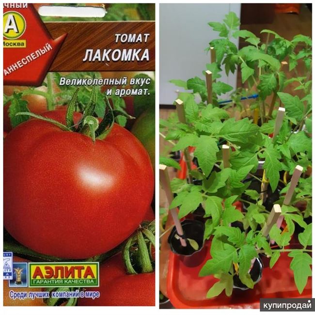 Плюсы и минусы сорта помидоров Лакомка