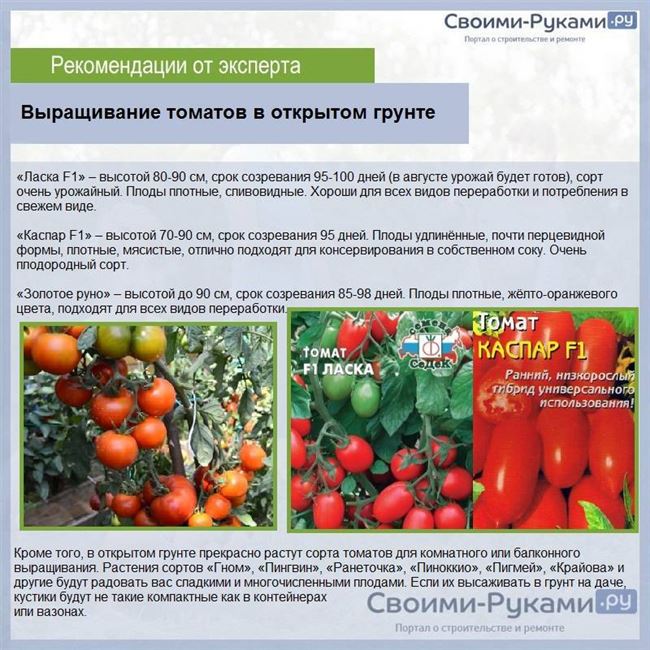 Рекомендации по выращиванию томата