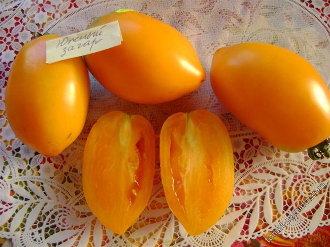 Урожайность томата Южный загар и плодоношение
