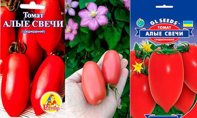 Урожайность томата Алые свечи и плодоношение