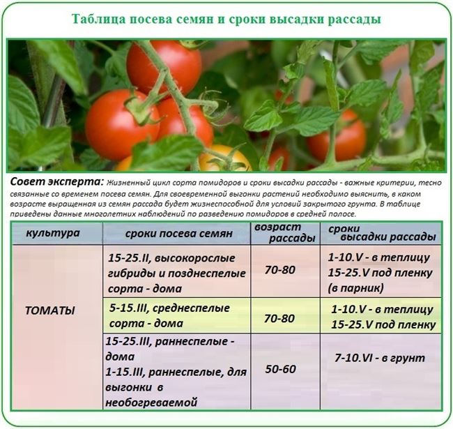 Особенности выращивания помидоров Махитос, рекомендации по посадке и уходу