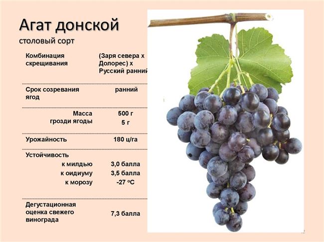 Описание ягод и гроздей