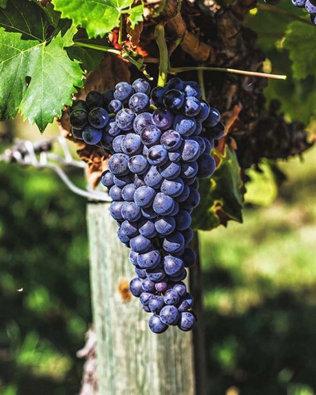 Описание сорта винограда Алеатико