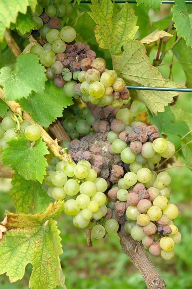 Грибковые болезни винограда