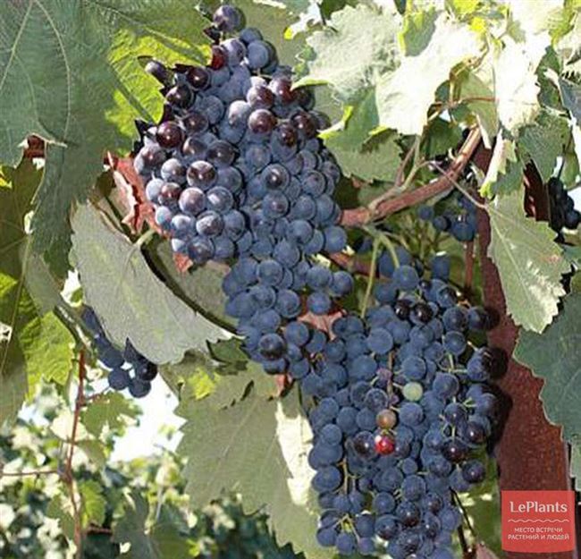 Описание винограда Алый-2