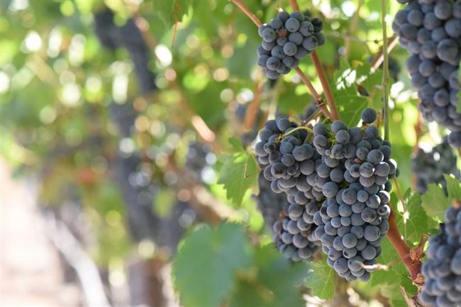 Уход за Амурским виноградом