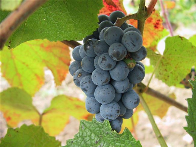Описание Амурского винограда
