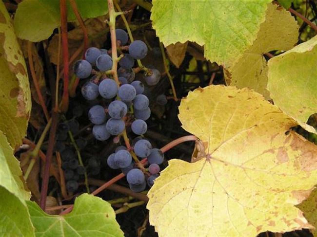 Размножение винограда