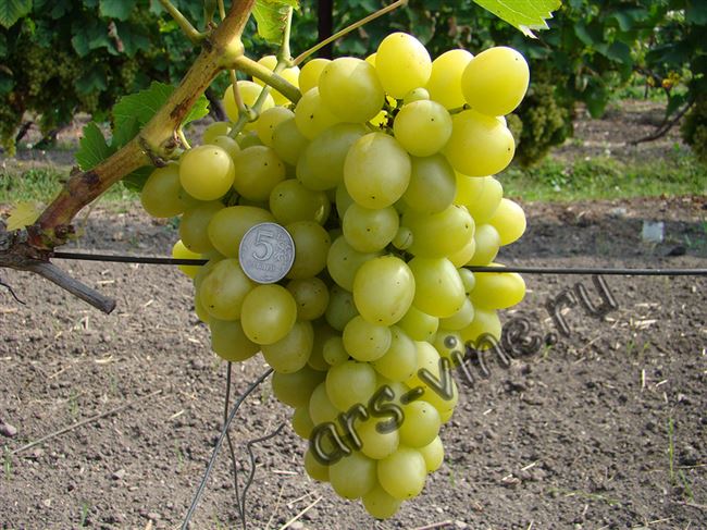 Характеристика грозди