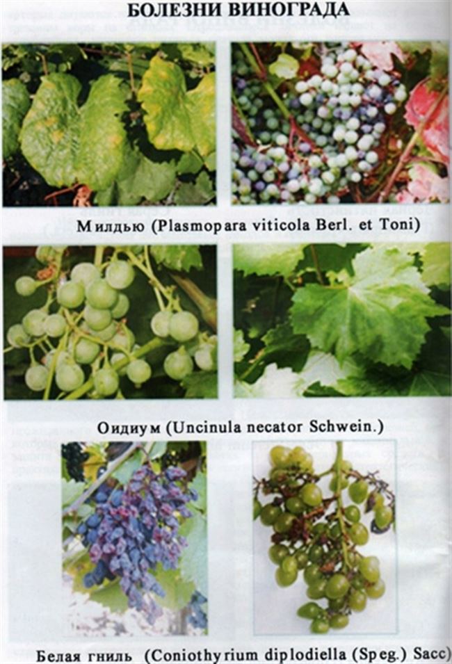 Почему появляются болезни на винограде?