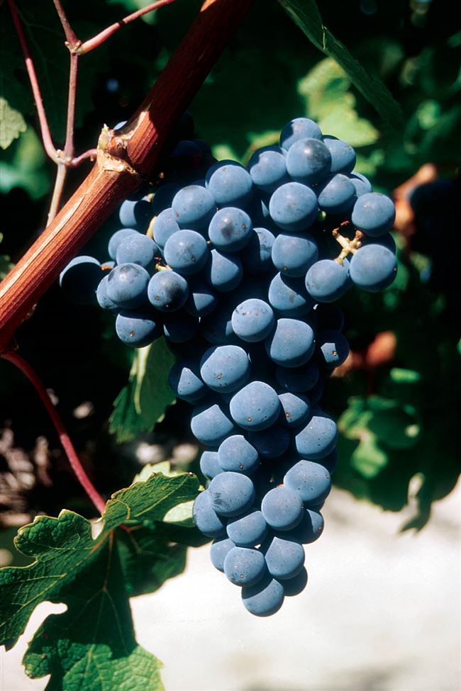 Описание сорта винограда Каберне Совиньон