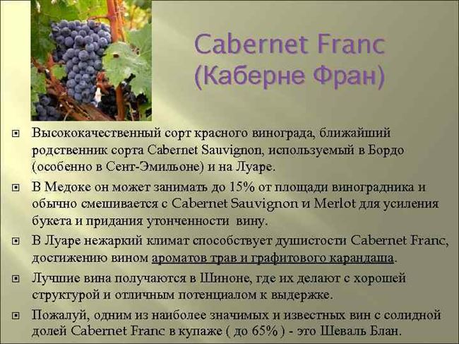 Посадка винограда Каберне Совиньон