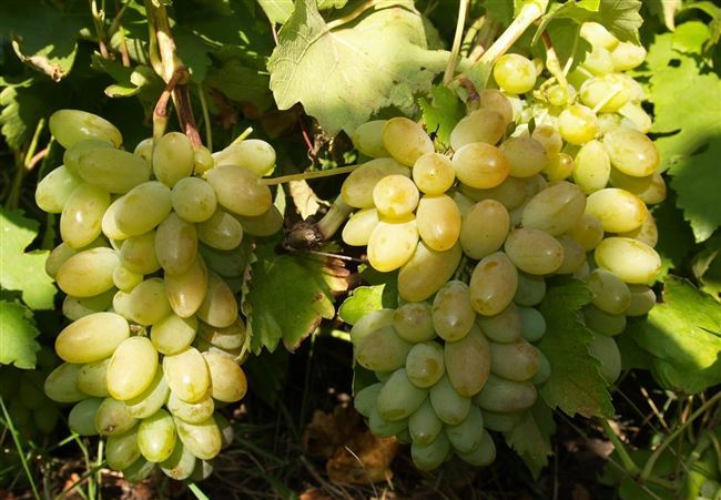 Описание сорта винограда Карабурну