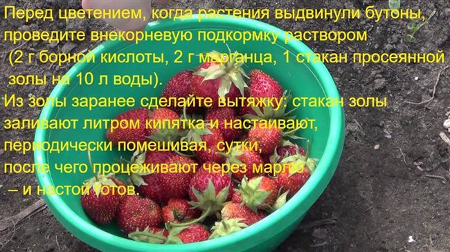 Подкормка марганцовкой, йодом и борной кислотой для сладости ягод и зеленых листьев