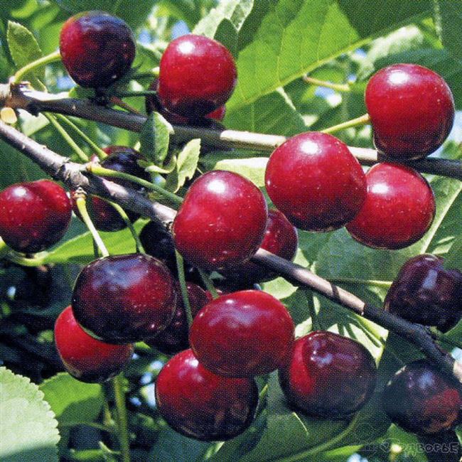 Описание плодов вишни Ливенская