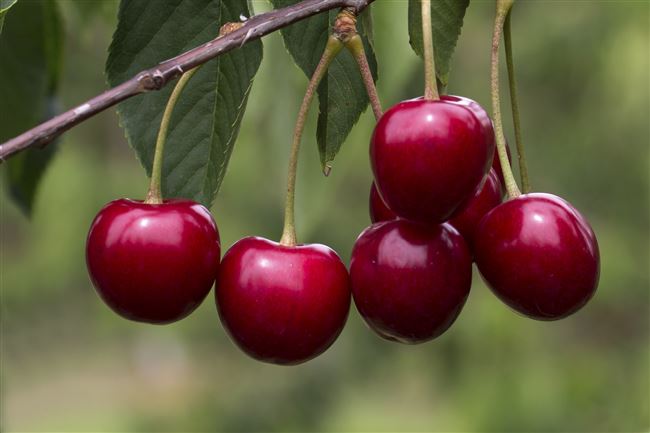Самые популярные сорта степной вишни