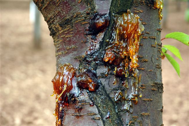 Причины и симптомы заражения дерева