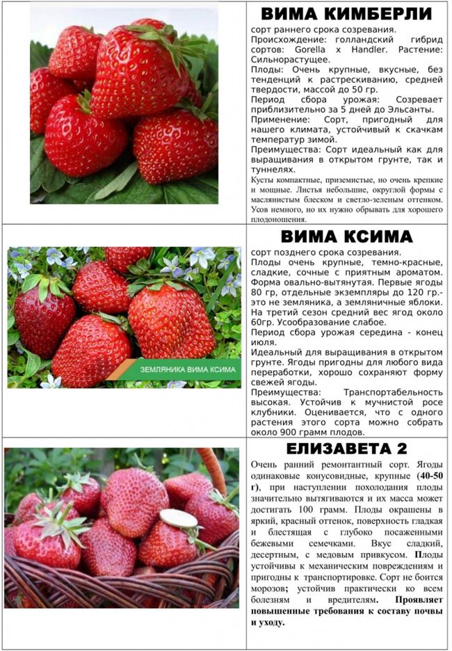 Описание ягоды