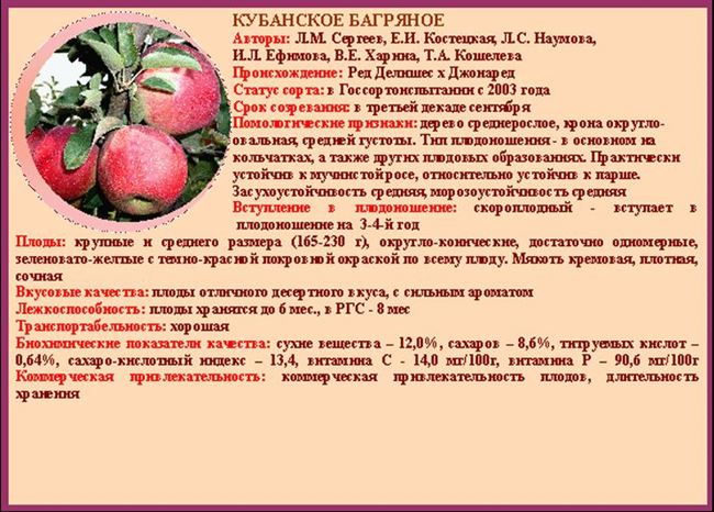 Яблоня Кубанское Багряное: описание алого сорта и характеристики с фото