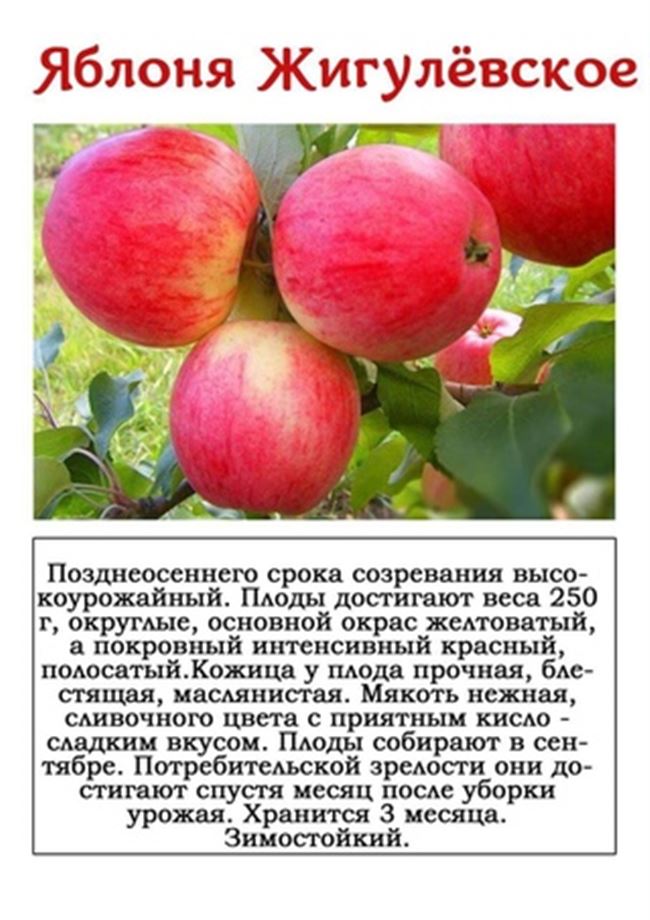 Яблоня сорт «Лада» — Сибирский Оазис