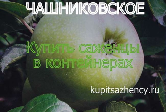 Яблоня Надежда — описание сорта и фото | RastiSad.Ru