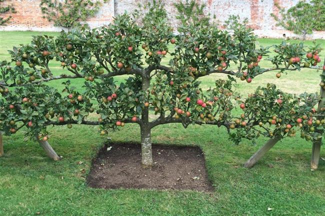 Пальметта - традиционная формовка деревьев как в монастырских садах Англии