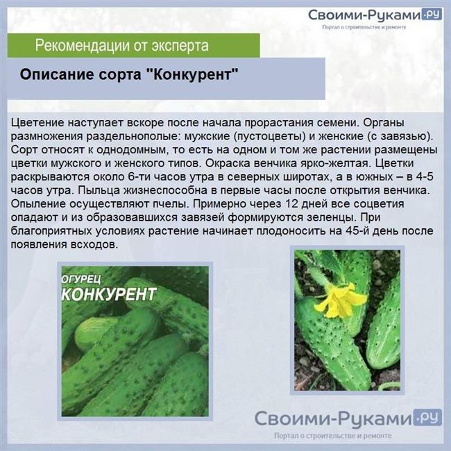 Перец Антей F1: характеристика и описание сладкого болгарского сорта, отзывы о выращивании и урожайности, фото семян