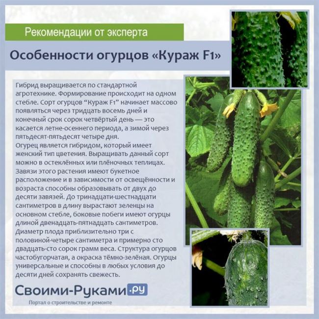 Сорт огурцов Королек f1 — описание и основные характеристики сорта