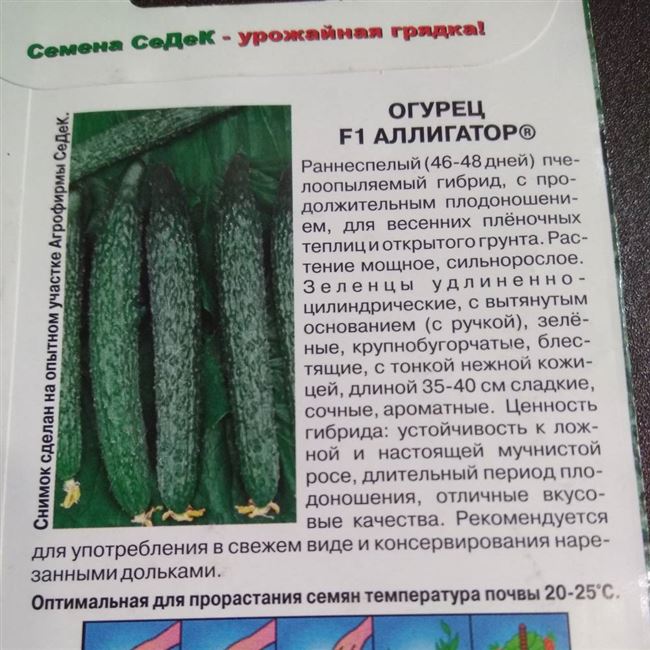 Кульбит - сорт растения Огурец