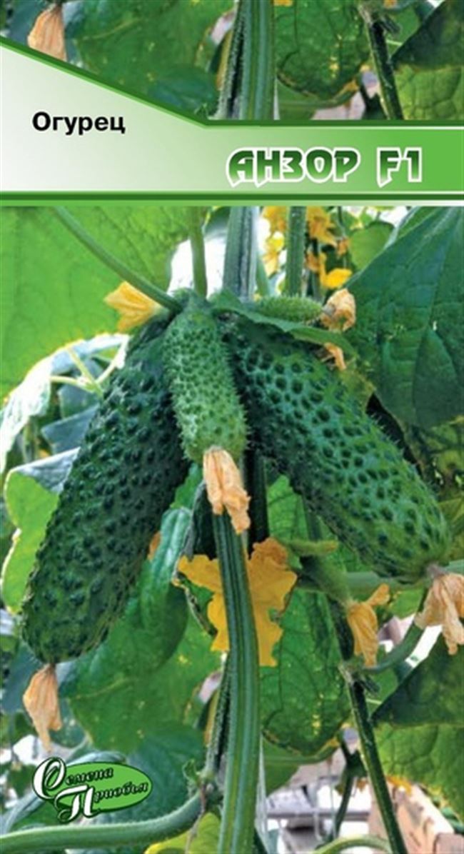 Маверик - сорт растения Огурец