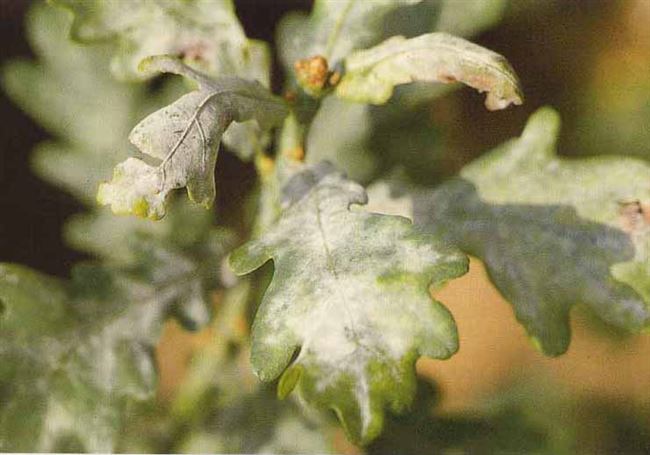 Болезни хризантем: причины и признаки, как избавиться от вредителей, эффективное лечение