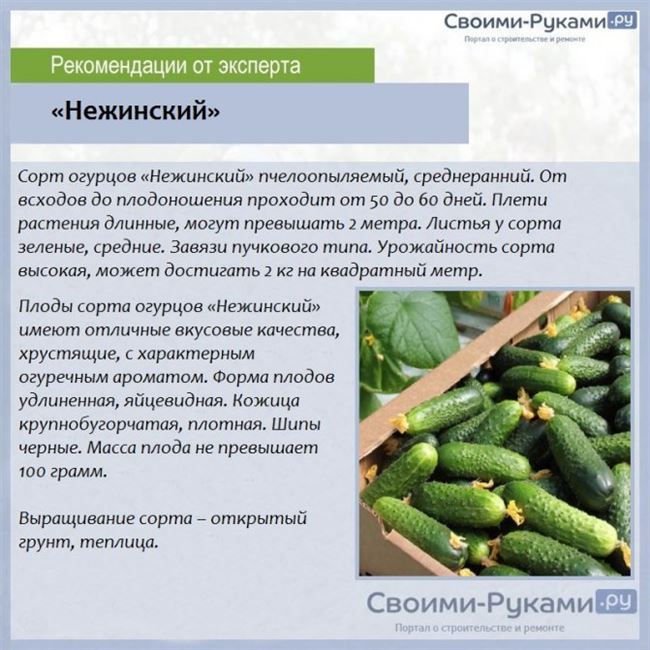 Огурец Монастырский: описание, выращивание, уход, фото
