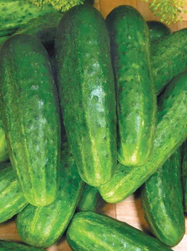 Лучший выбор для любителей свежих салатов и нарезок — огурец Парад: описание сорта, фото куста