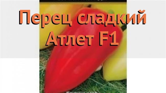 Перец Атлет F1: отзывы об урожайности, характеристика и описание сладкого сорта, фото и видео