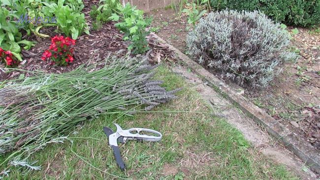 Как вырастить лаванду на садовом участке — Садоводам и огородникам
