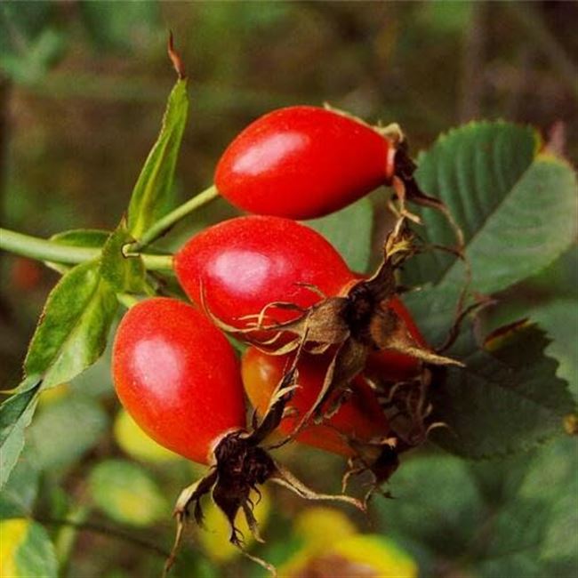 Багряный — сорт растения Шиповник
